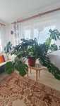 Monstera dziurawa