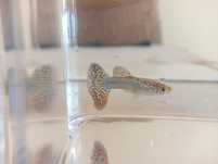 Guppy machos de criador 2€