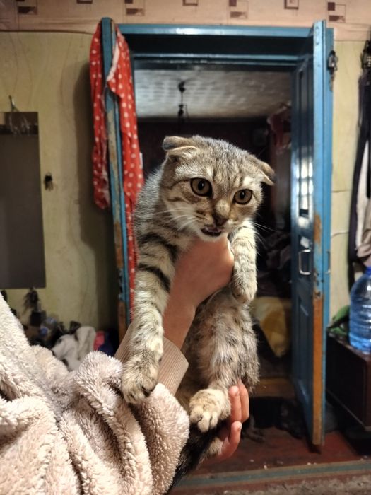 Продаю висловухого кота