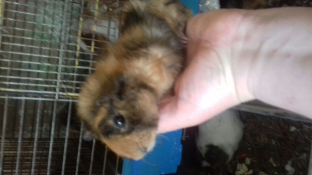 морские свинки, малыши