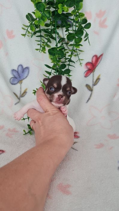 Excecional mini mini Chihuahua. Chiuaua de linhagem Russa, Qualidade