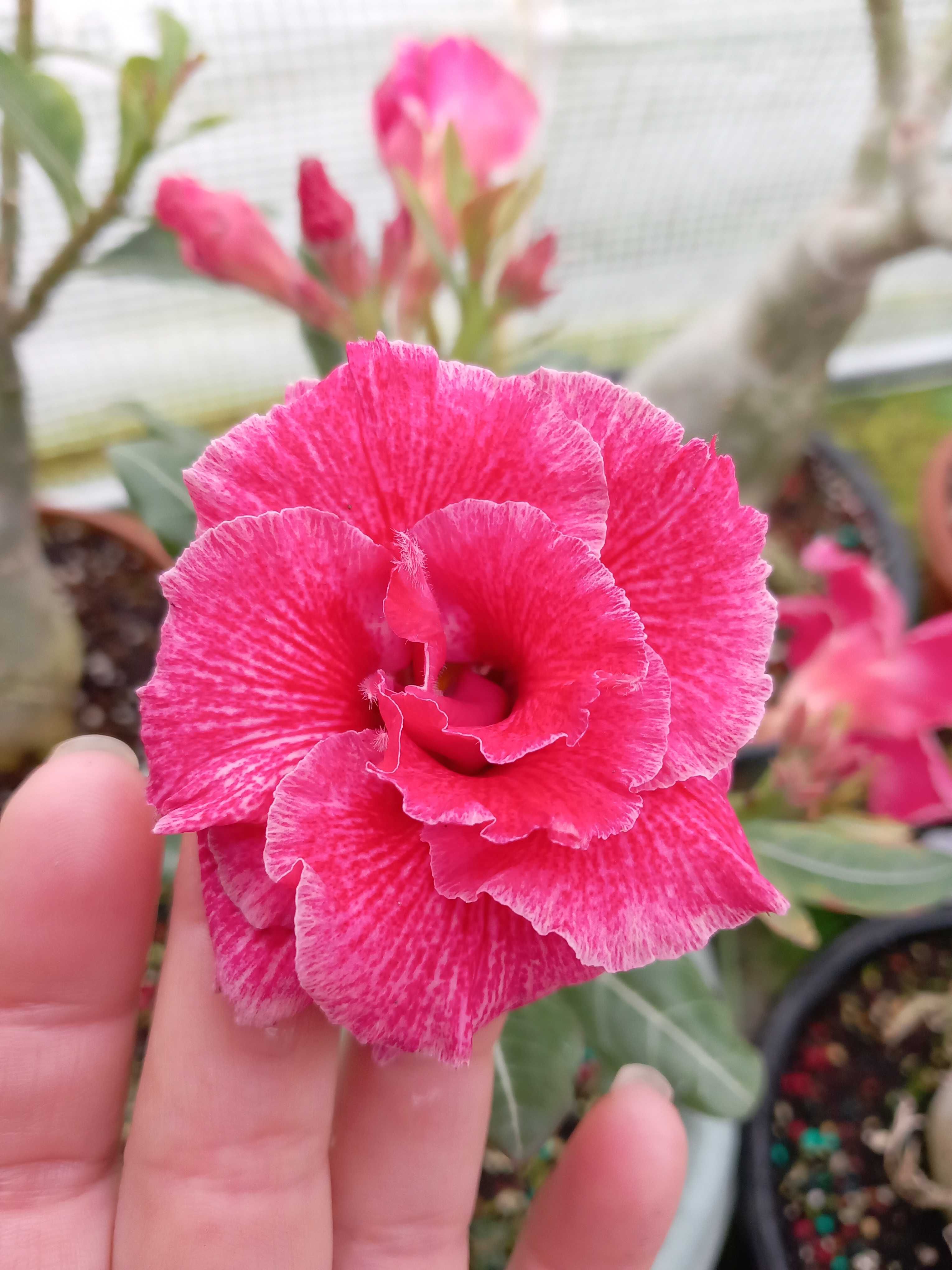 Rosa do Deserto adenium obesum