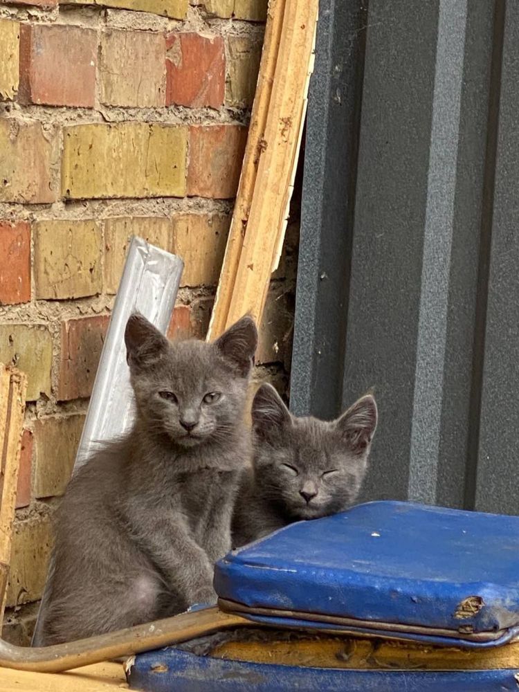 Кошенята блакитного окрасу котята