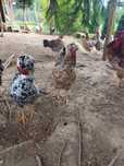 Czubatka staropolska australorp marans