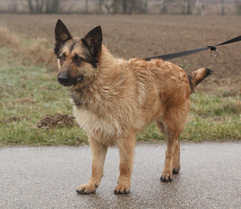 Kochająca Doris w typie owczarka szuka domu!