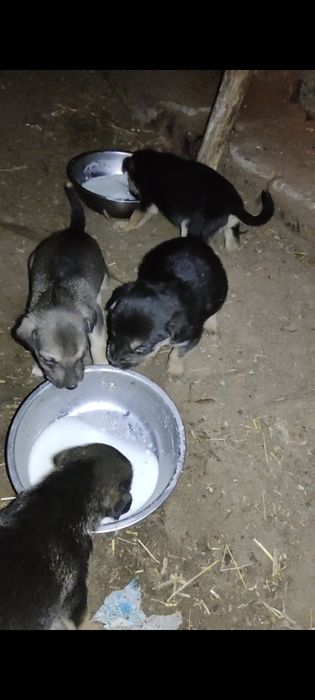 Віддам безкоштовно