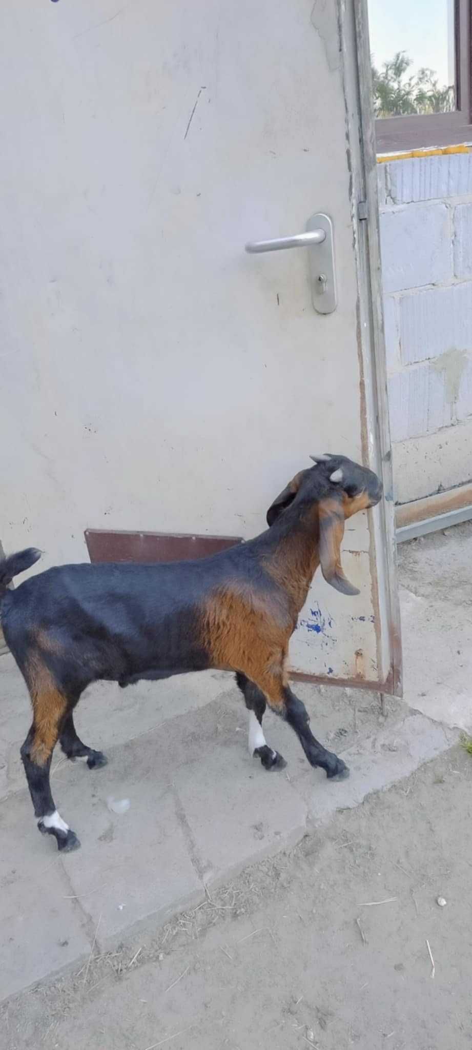 Sprzedam kozę i koźlęta Anglonubijskie