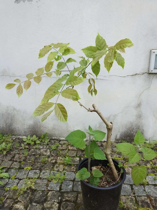 Glicínia lilás perfumada