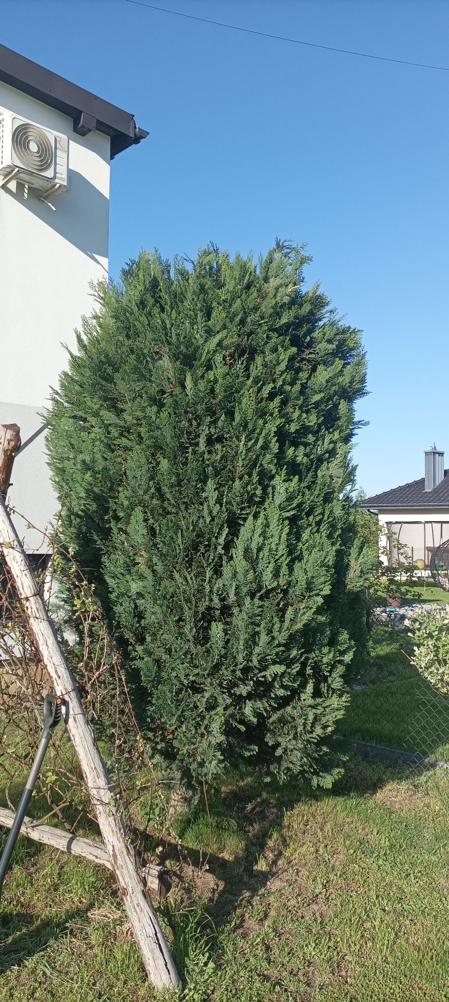 Sprzedam ogromne drzewo tuja  żywotnik krzak okazja