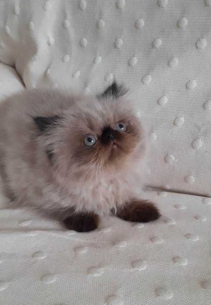 Gatinha persa brincalhona