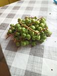 Mini kiwi polskie kiwi kiście