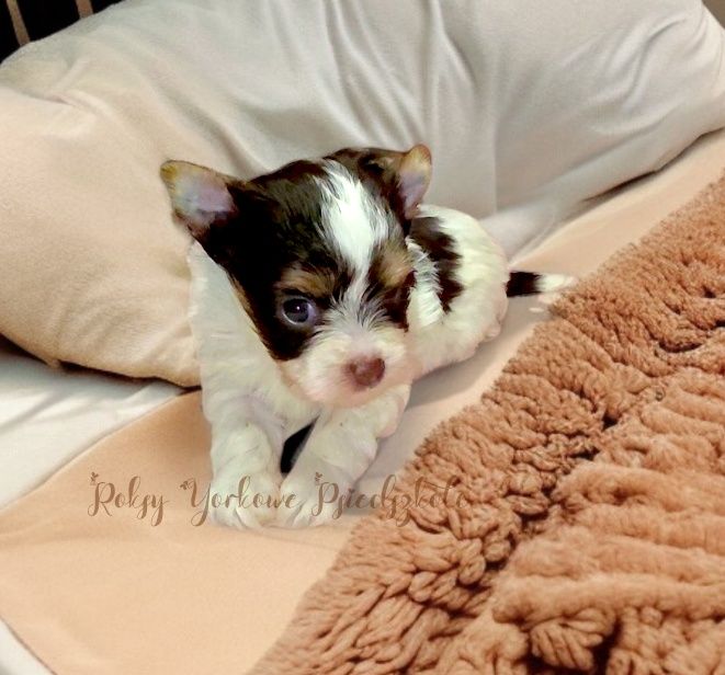 Wesoła, ciekawska niezwykła suczka Biro Yorkshire Terrier