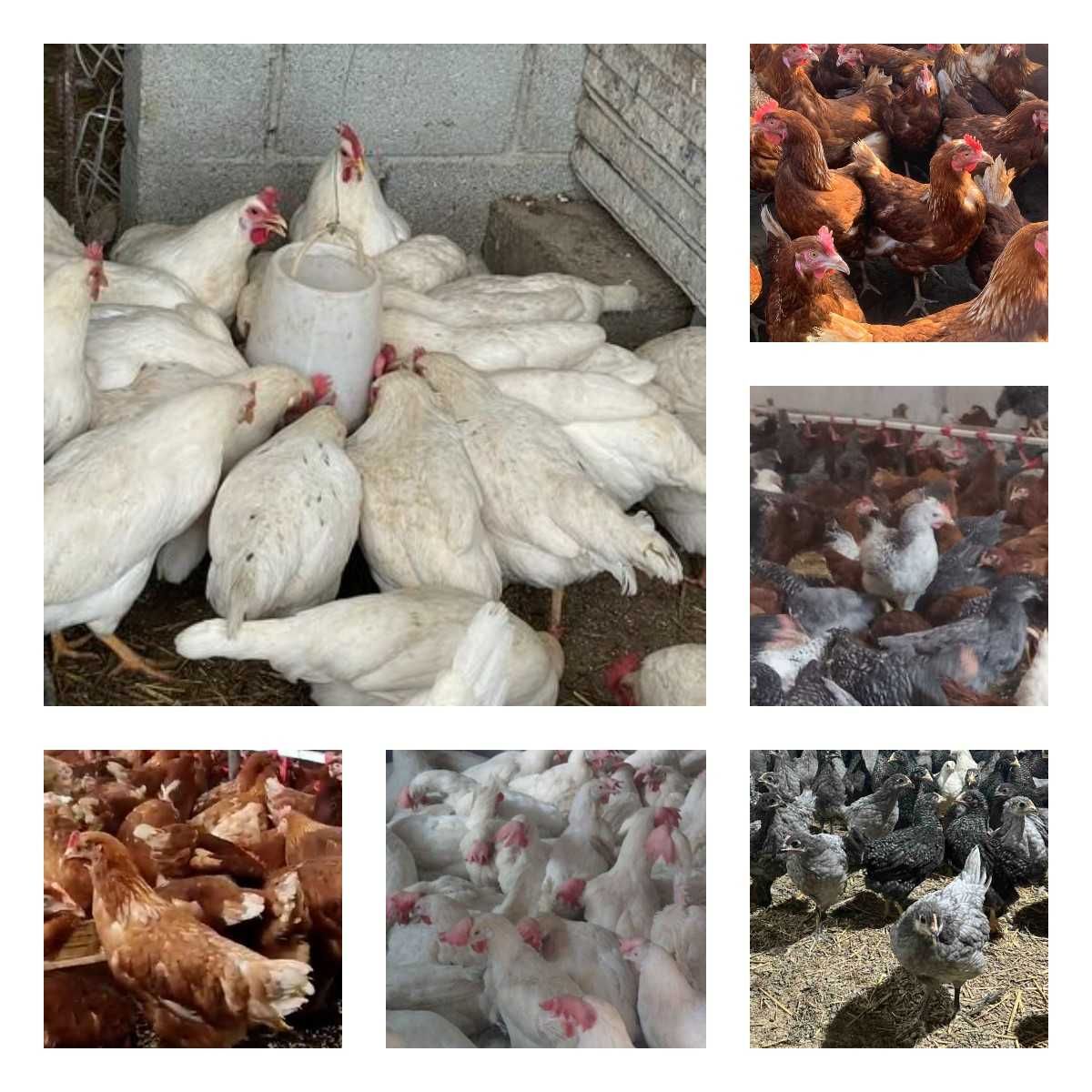 Продам кури несушки! Доставка безкоштовна. Середина-Буда!