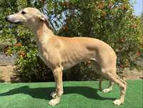 Whippet macho com lop