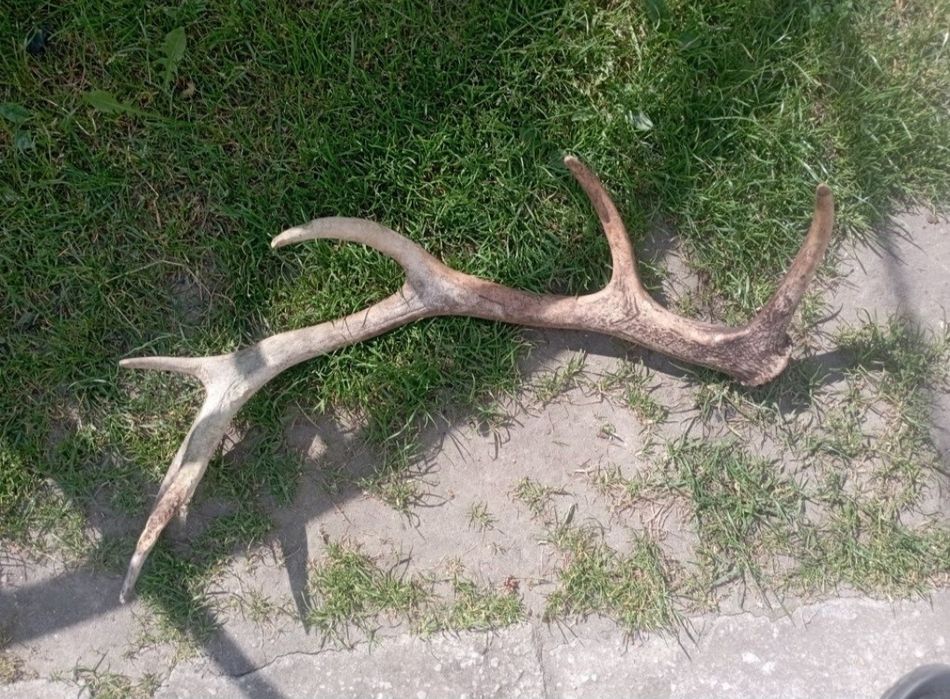 Poroże jelenia sprzedam