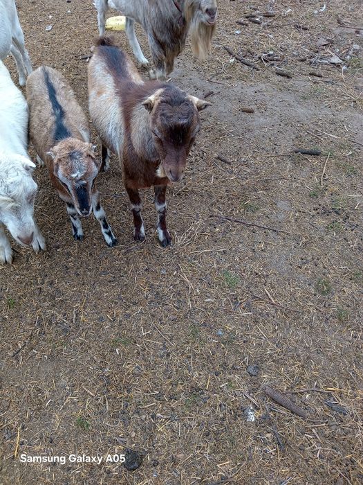 Продам Козлика  Ламанча