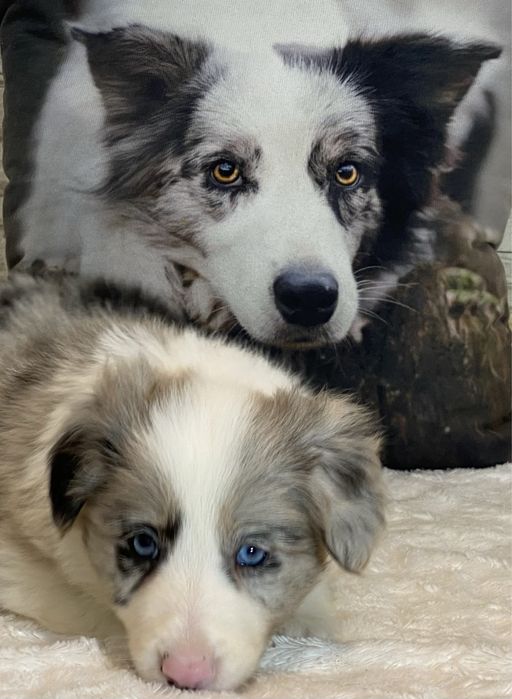 Border Collie dziewczynka DAKOTA