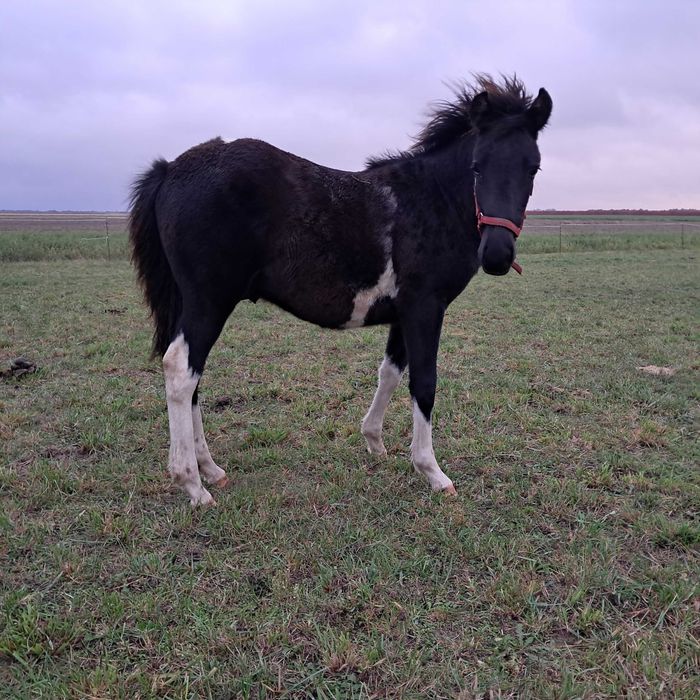 Sprzedam ogierka huculskiego. Ogier. Hucuł.