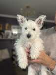 West Highland White Terrier