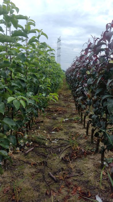 Drzewka owocowe Stare odmiany