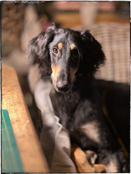 Chart perski saluki gotowy na nowy dom ZkwP FCI