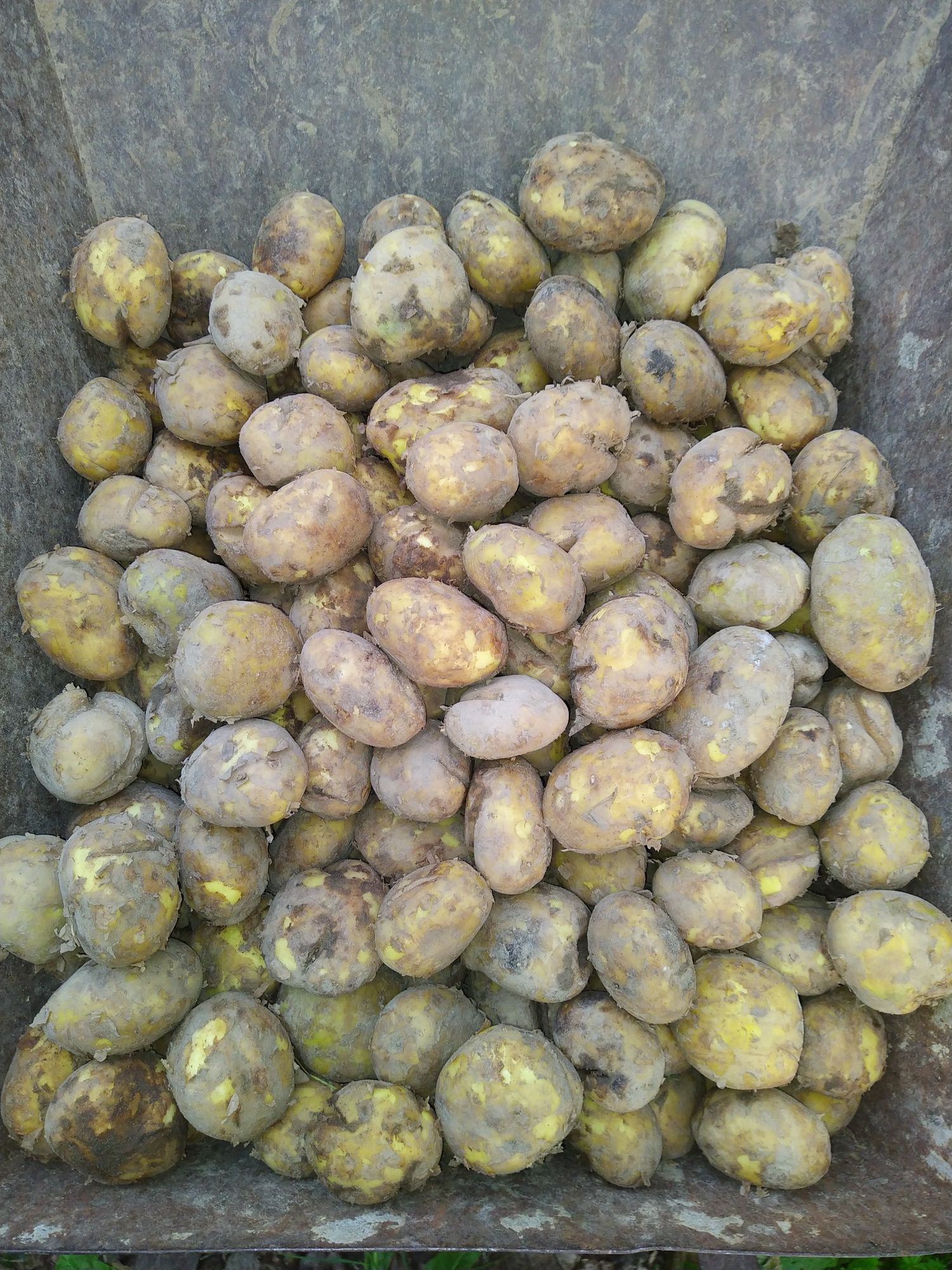 Ziemniaki mlode sprzedam