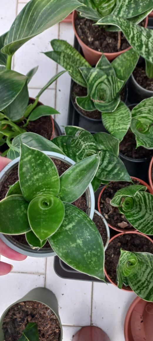 Planta Sansiveria mini