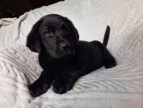Labrador retriever ,labradory czarna suczka ZKw P FCI