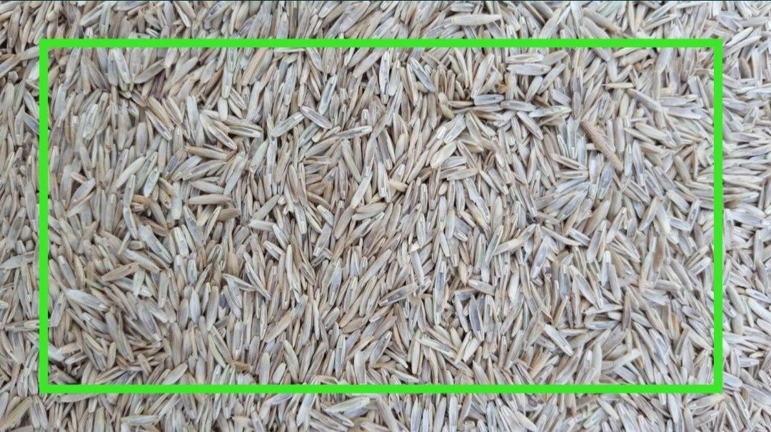 Trawa ziarno nasiona trawy kupkówka koniczyna lucerna mieszanka
