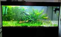 akwarium 300l + szafka + sprzęt