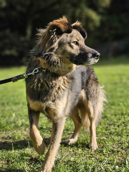 Gapcio szuka domu schronisko Zgierz-aktualne