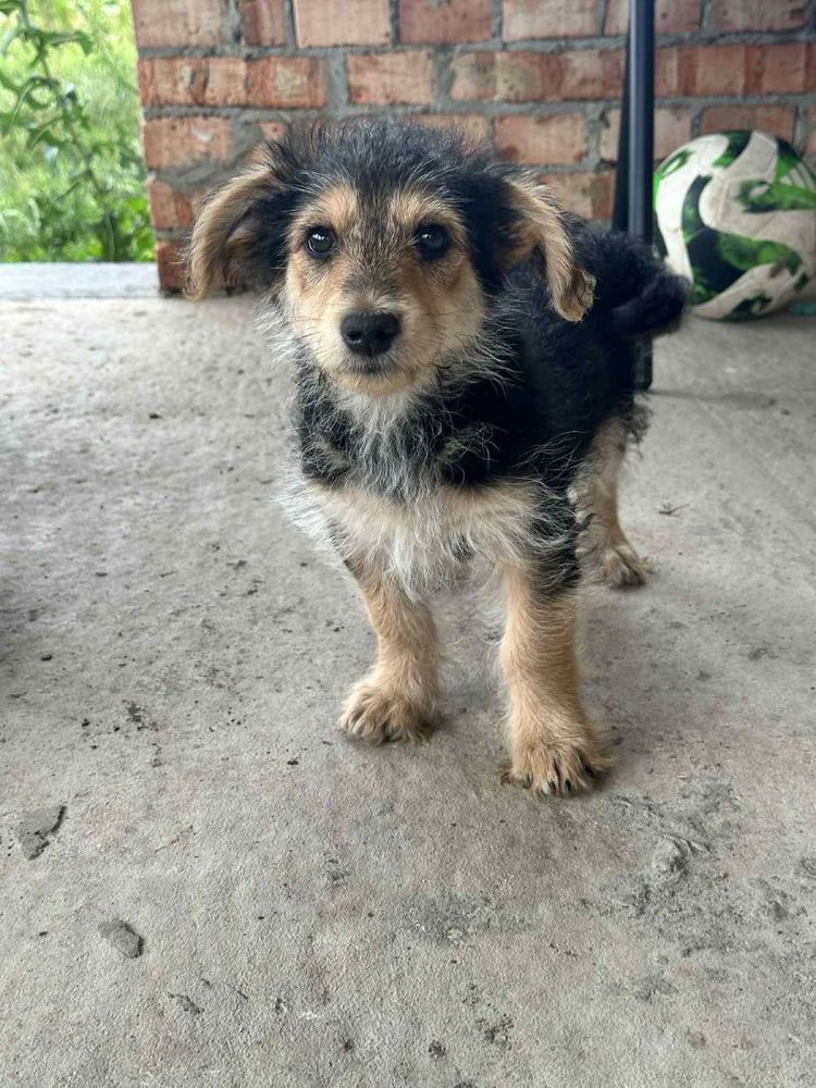 Собачка Собака Цуцик Песик