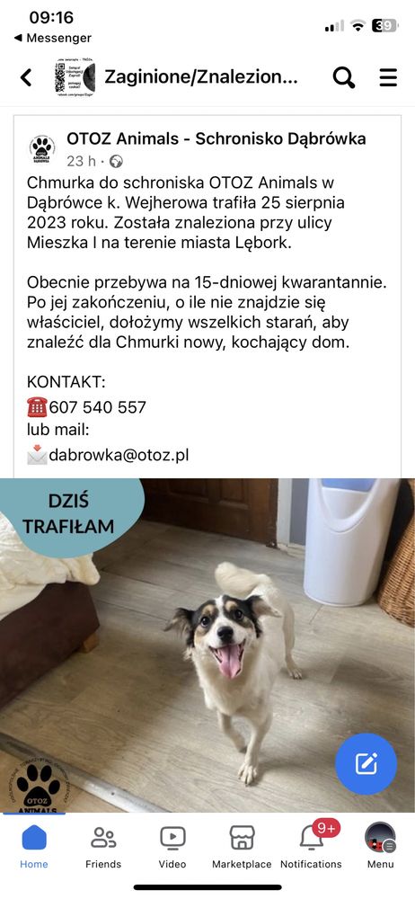 Znaleziony pies sula Lębork biała czarna brazowa