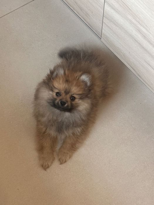 Suczka do oddania pomeranian