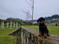 Doberman com lop/pedegree