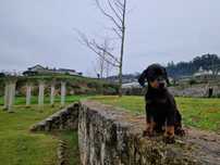 Dobermann com lop/pedegree