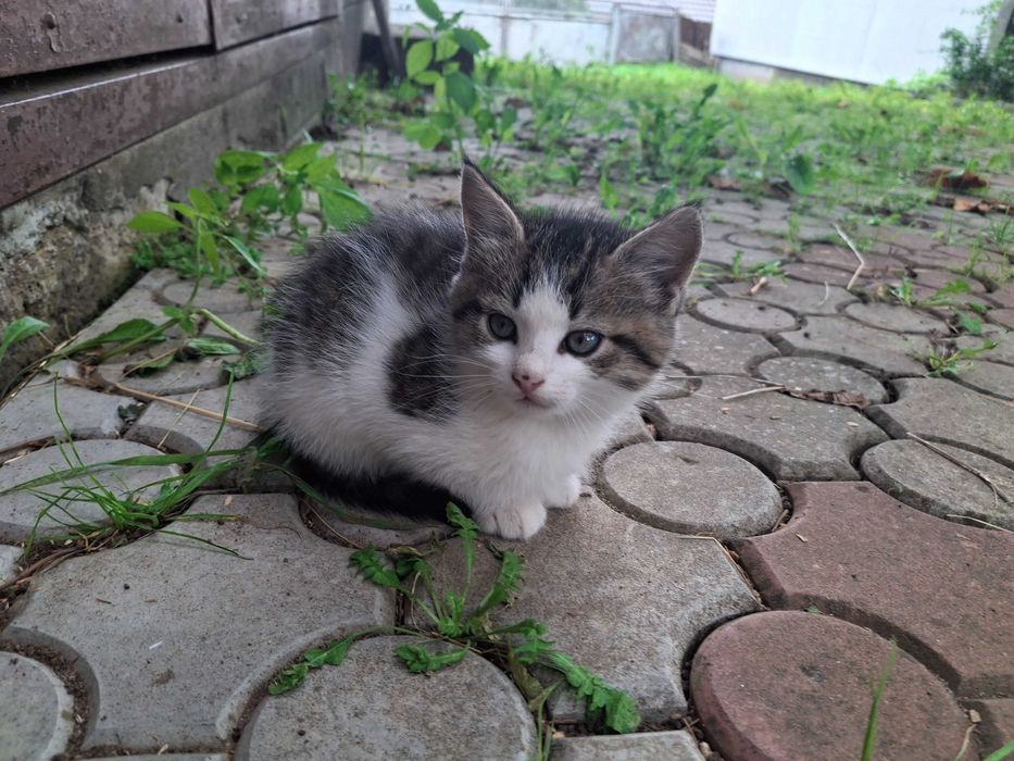 Віддам котиків безкоштовно