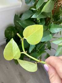 Epipremnum golden pothos "neon" szczepki epi