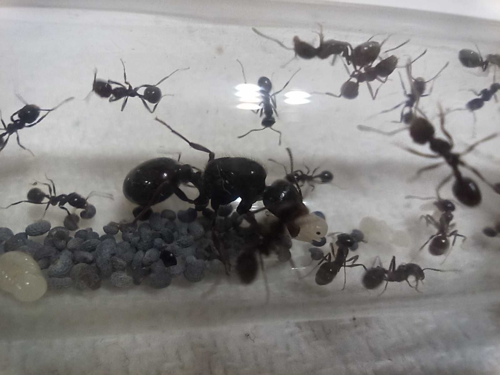 Мурахи Messor Structor, мурахи женці, муравьи жнецы, мессор структор
