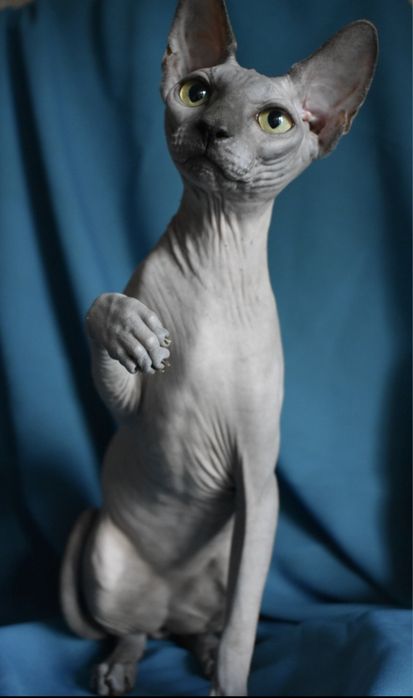 Шикарний хлопчик