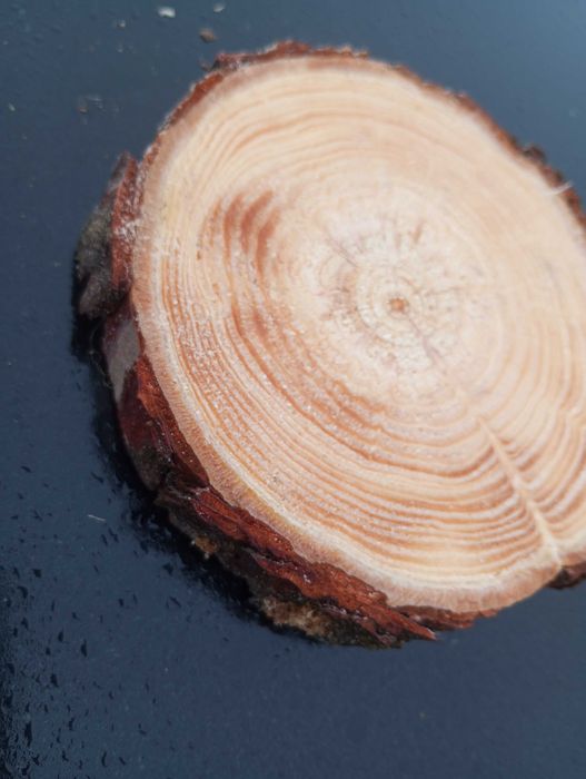 Plaster sosnowy krążek 10-15 cm gr 2cm