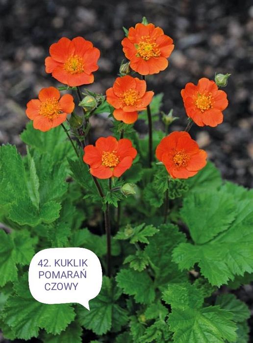 Sadzonki kwiatów wieloletnich i zimujacych