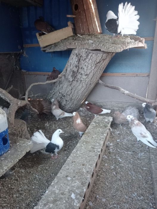 Pawik pawiki pary i pojedyncze sztuki