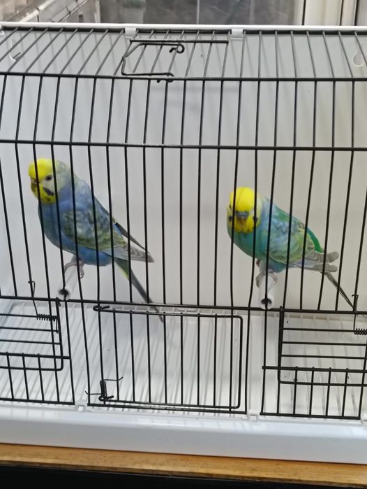 Casal de arco-íris