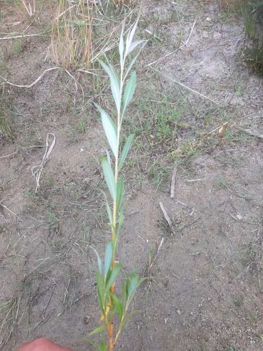 Wierzba pleciona sadzonki tegoroczne