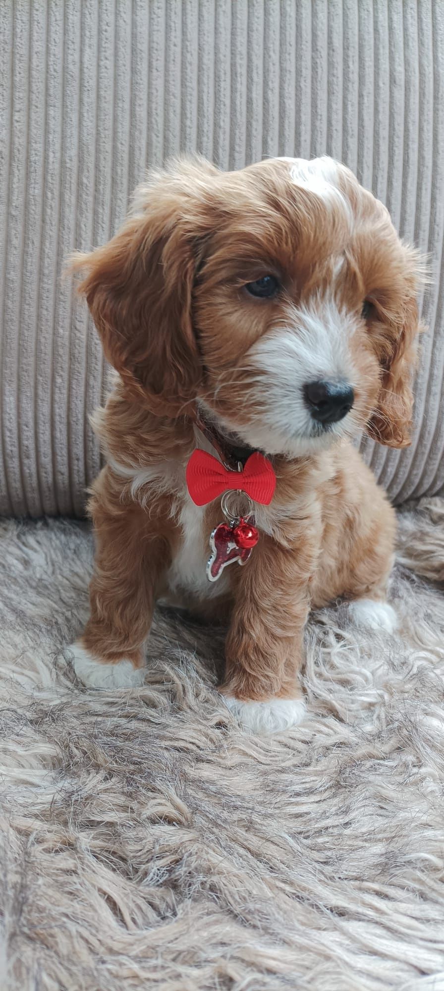 Cavapoo F1B Cavapoo&Pudel Miniaturowy