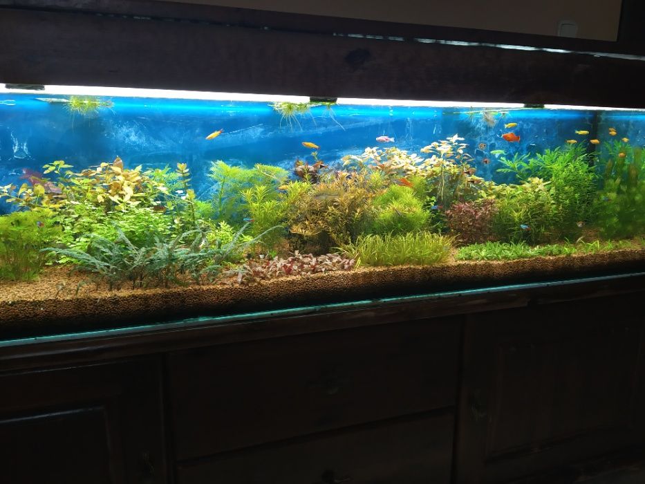 Hydrocotyle tripartita japan