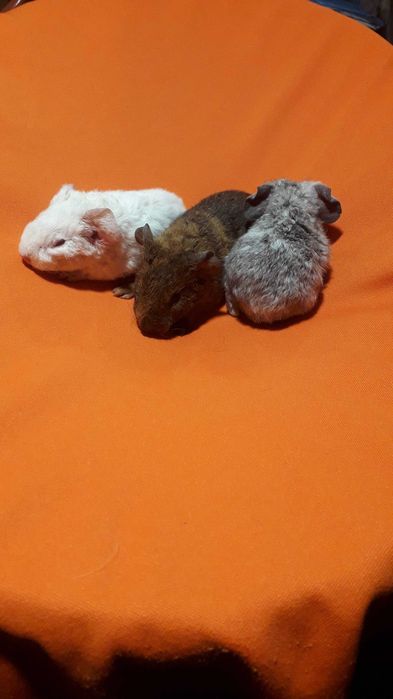 Морські свинки різних порід.