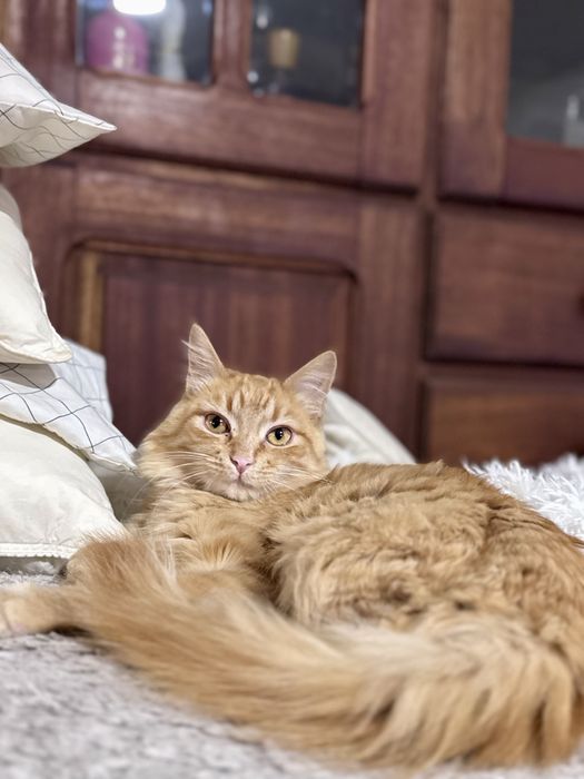 Gatinhos para adoção