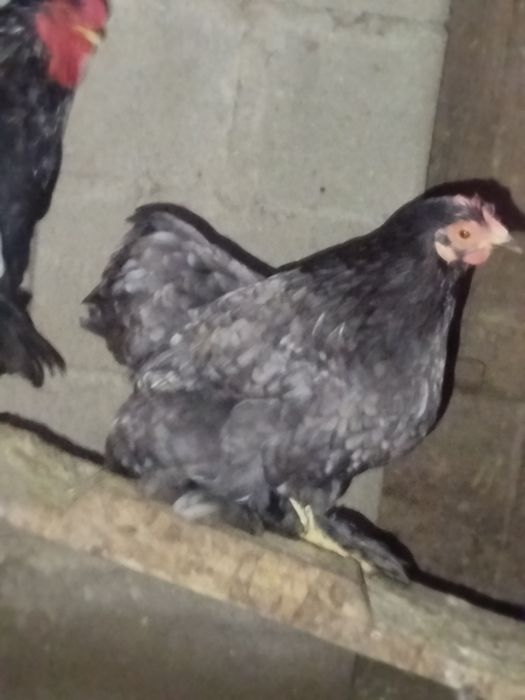 Galo super lindo
Macho muito bonito.
Super meigo e calmo.
Canta muito